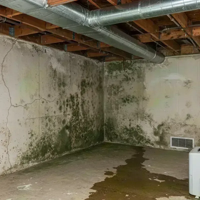 Professional Mold Removal in De Soto, MO